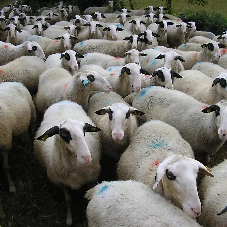 לינה וארוחת בוקר La Ferme Jarlan Berganty